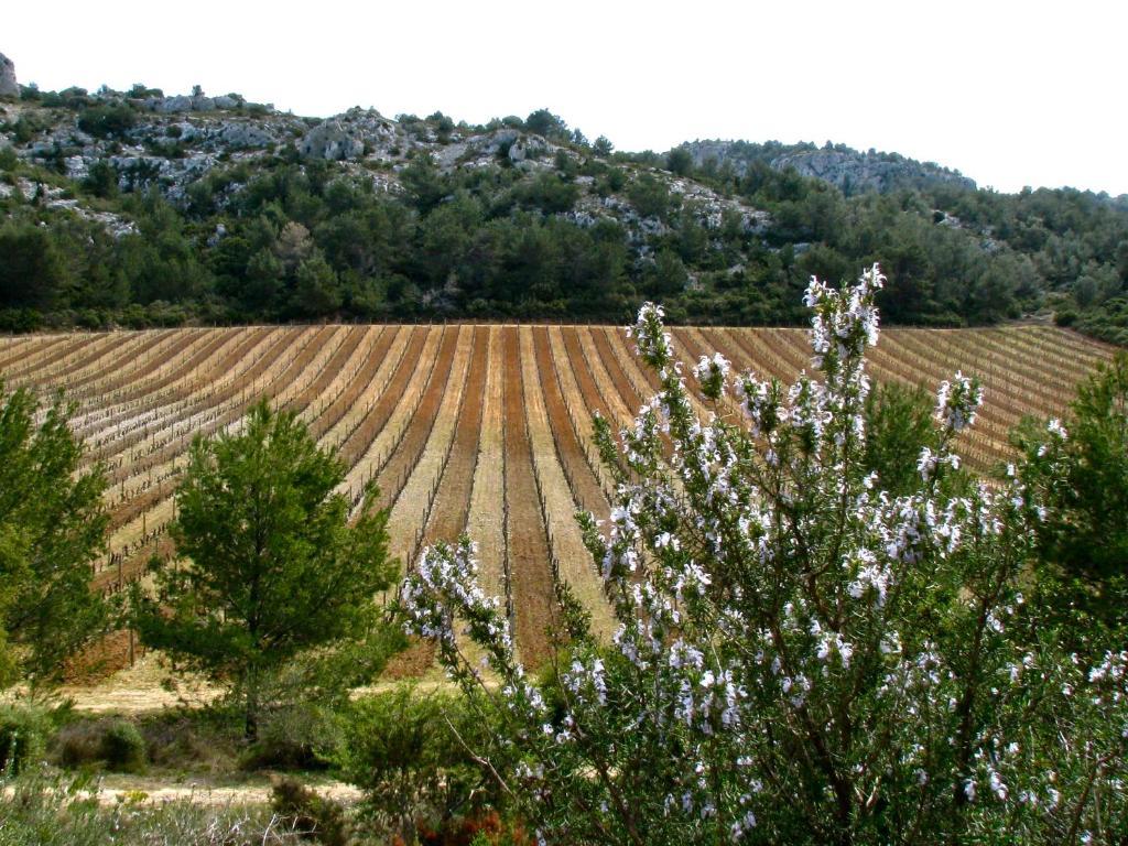 Mas Du Soleilla Vendégház Narbonne Kültér fotó